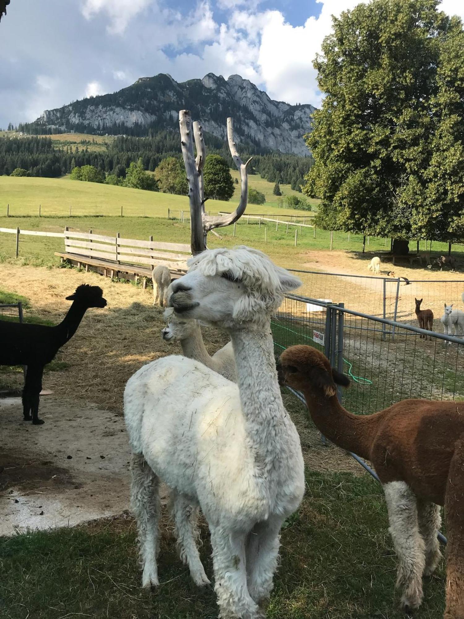 Haus Grimmingblick Villa Zlem Buitenkant foto